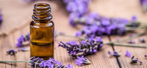 The spiritual properties of lavender and its connection to the divine